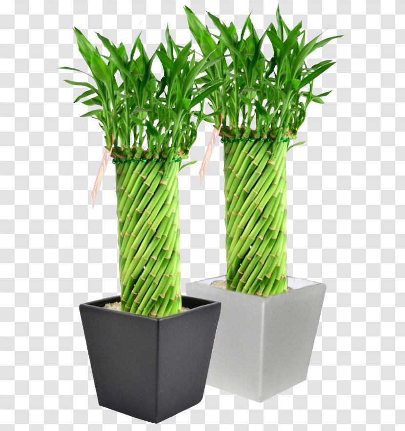 Lucky Bamboo Flowerpot Houseplant - Turtle Transparent PNG