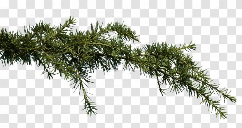 Pine Clip Art Image Branch - Plant Transparent PNG