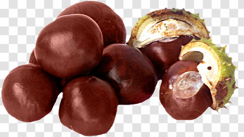 Conkers European Horse-chestnut Fruit Auglis - Mozartkugel - Seed Transparent PNG