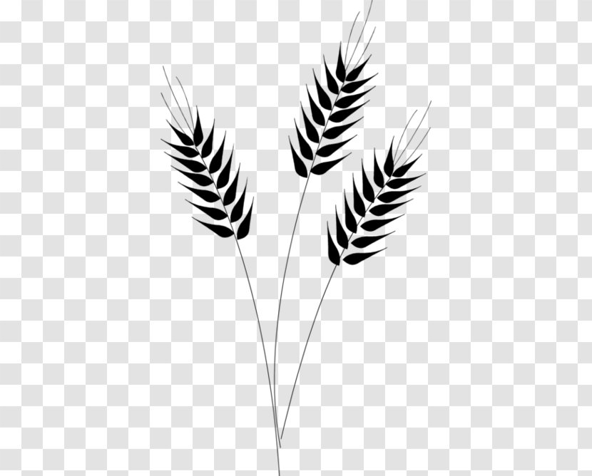 Wheat Cereal Clip Art - Drawing - Barley Grains Transparent PNG