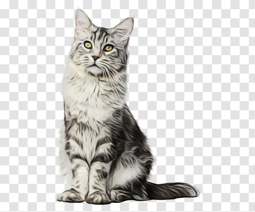 Kitten American Shorthair Maine Coon Oxygen Saturation Domestic Short-haired Cat Transparent PNG