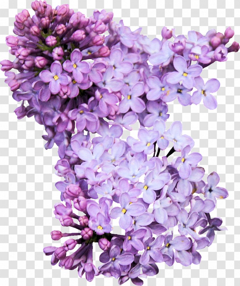Lilac Photography Download - Flower Transparent PNG