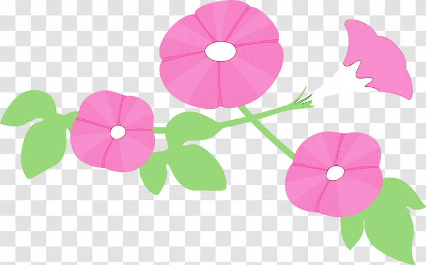 Pink Petal Flower Plant Morning Glory Transparent PNG