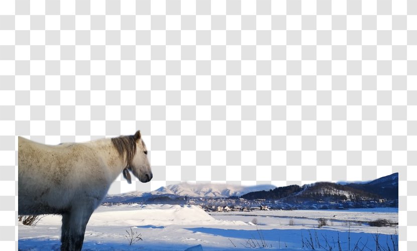 Wildlife Przewalski's Horse Water Arctic Adaptation - Sky - Landscape Winter Transparent PNG