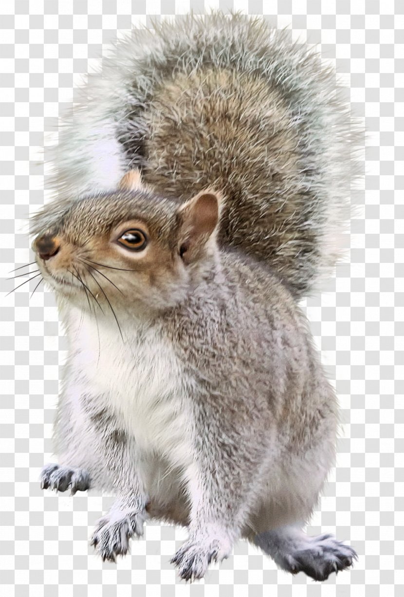 Squirrel Chipmunk Rodent Christmas Decoration - Fox Transparent PNG