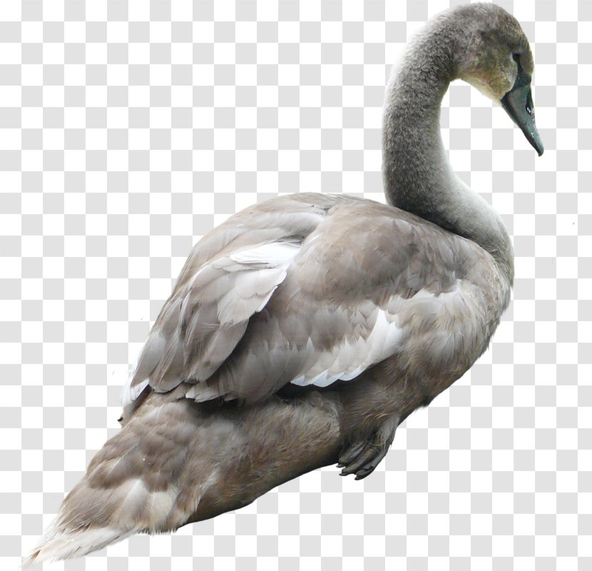 Swan PhotoScape - Photoscape - Real Grey Goose Transparent PNG