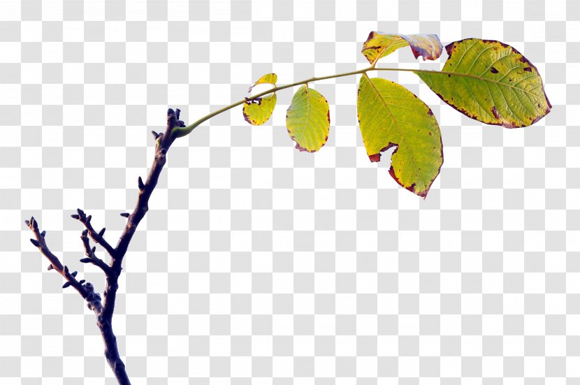 Twig Leaf Computer Wallpaper Transparent PNG