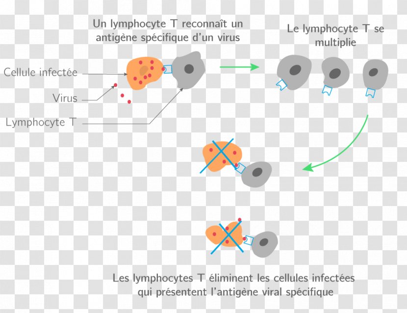 Knowledge Technology Diagram Understanding Circulatory System - Wrestling - Pathogen Transparent PNG