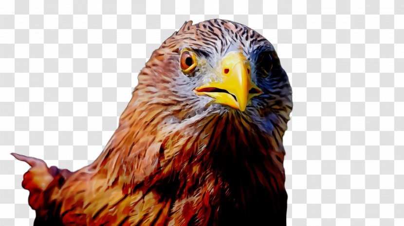 Bird Beak Of Prey Hawk Eagle - Golden - Kite Transparent PNG