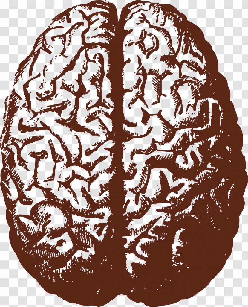 Human Brain Stock Illustration - Silhouette - Vector Transparent PNG