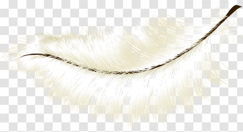 Eyebrow Feather - Eyelash Transparent PNG