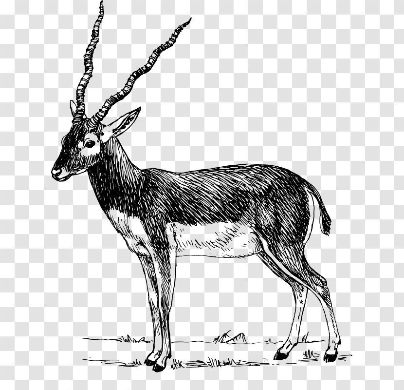 Antelope Pronghorn Impala Gazelle Clip Art - Addax Transparent PNG