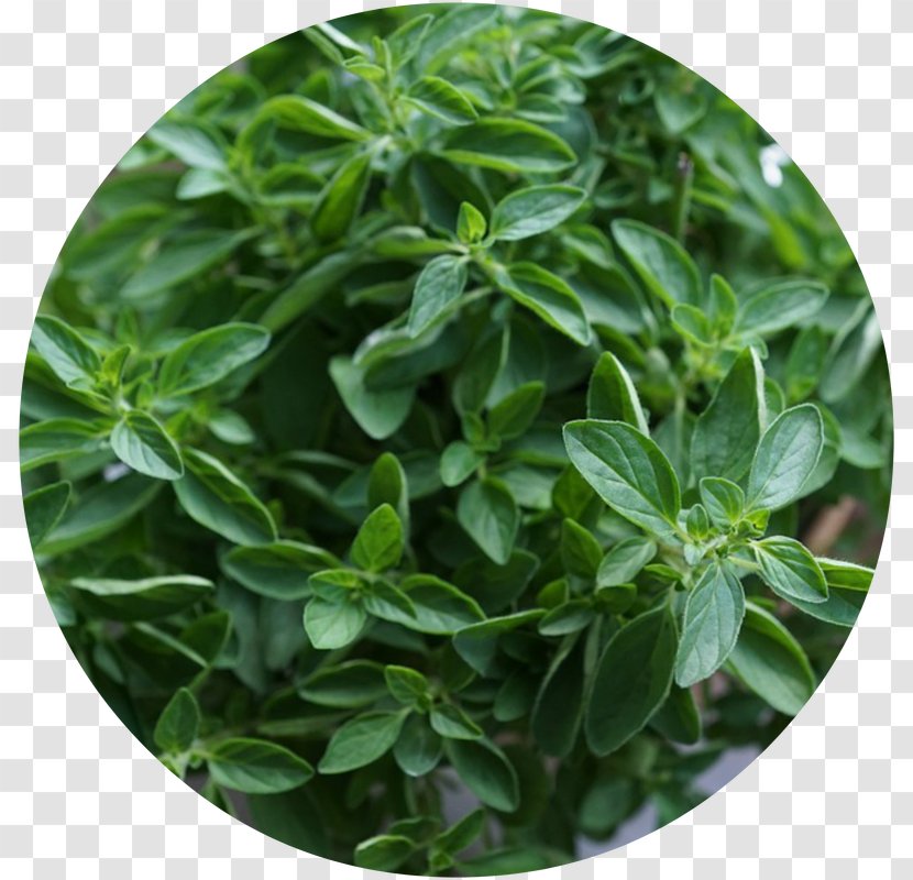 Herb Oregano Plant Juniper Berry Food Transparent PNG