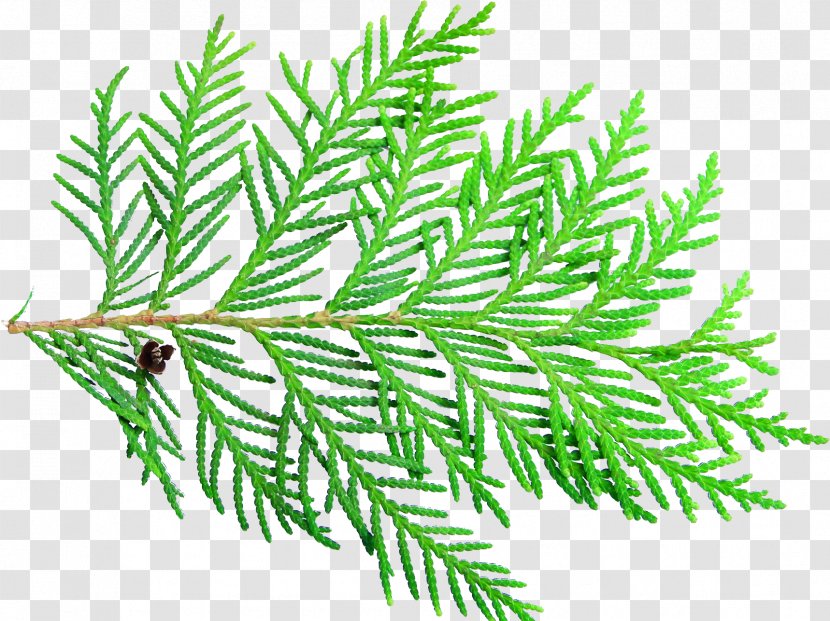 Spruce Twig Arborvitae - Pine Family - Winters Transparent PNG