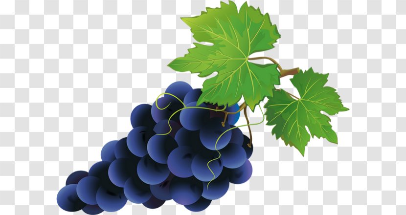 Grape Clip Art - Grapevine Family - Raisin Transparent PNG