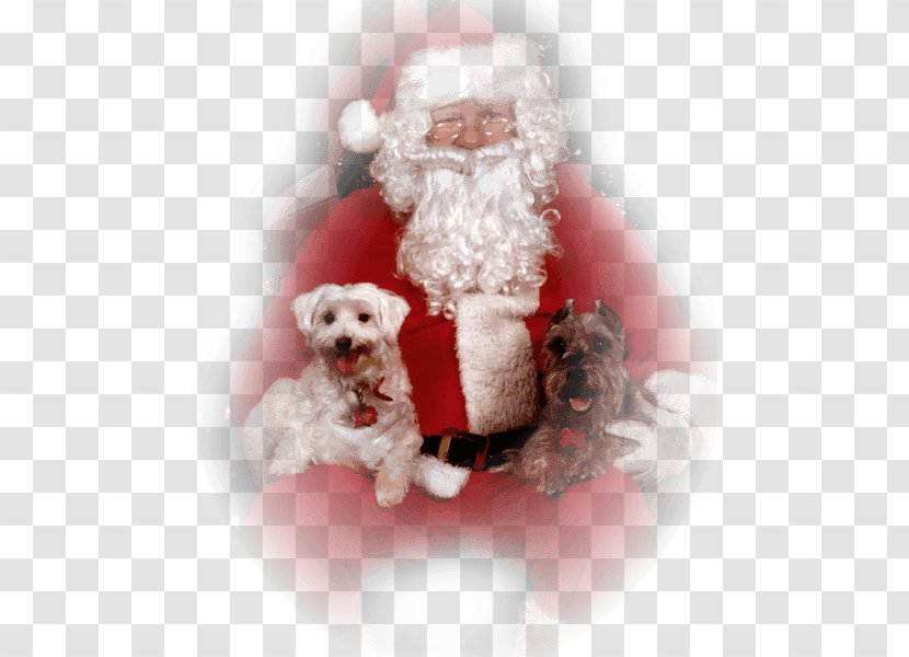Santa Claus Christmas Ornament Dog Breed Saint Nicholas Day - Papa Transparent PNG