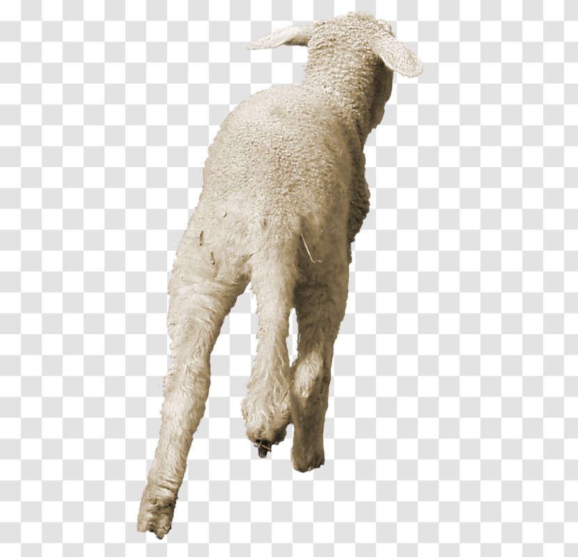 Sheep Goat Dog Mammal Fur - Like Transparent PNG