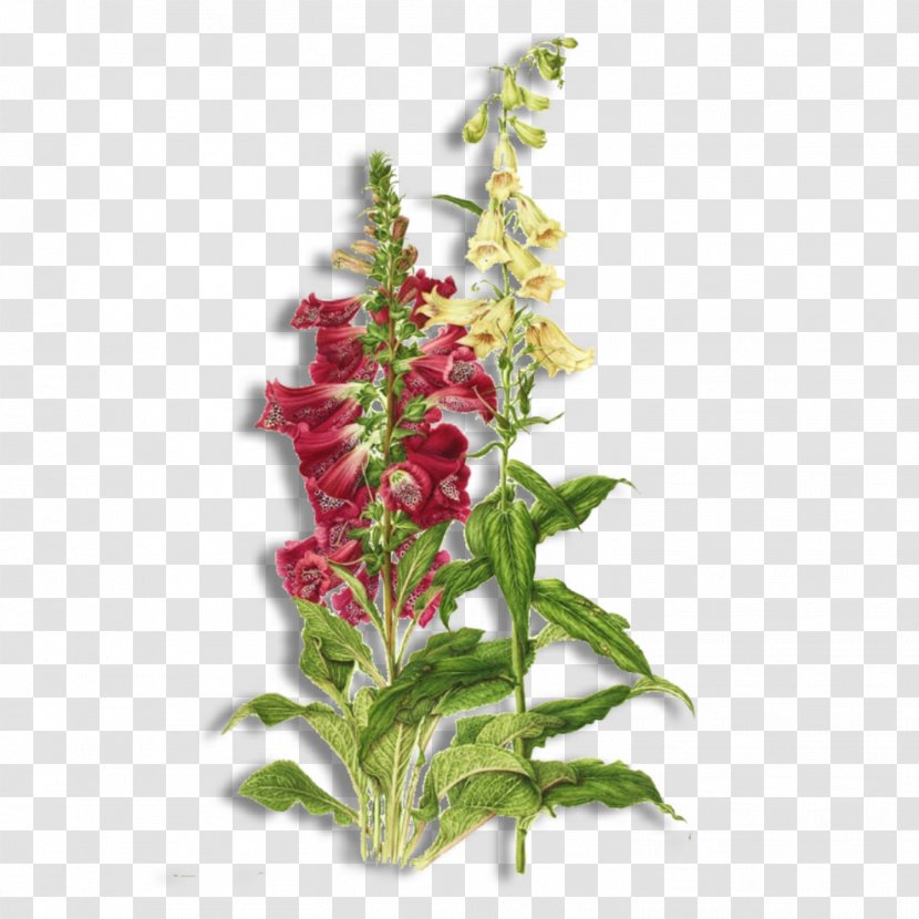 Botany Botanical Illustration Flower Digitalis Purpurea - Plant - Loved Ones Transparent PNG