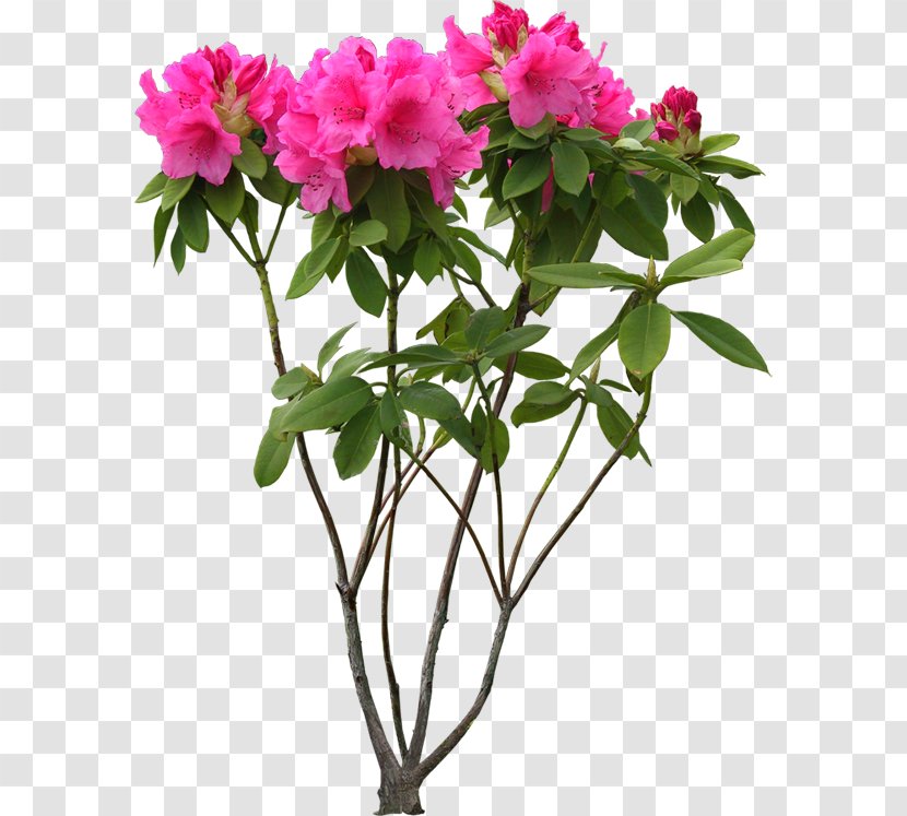 Cut Flowers Plant Flowerpot - Flower Transparent PNG