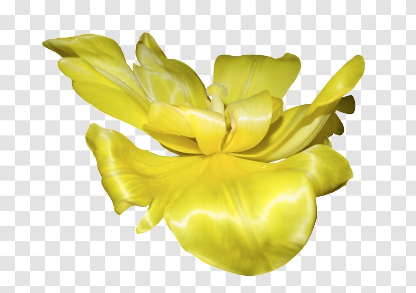 Petal Cut Flowers Herbaceous Plant - Yellow - Spring Canola Flower Transparent PNG