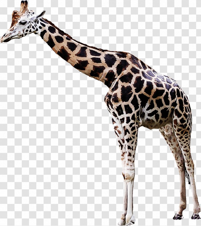 Giraffe Giraffidae Wildlife Animal Figure Snout - Neck Adaptation Transparent PNG