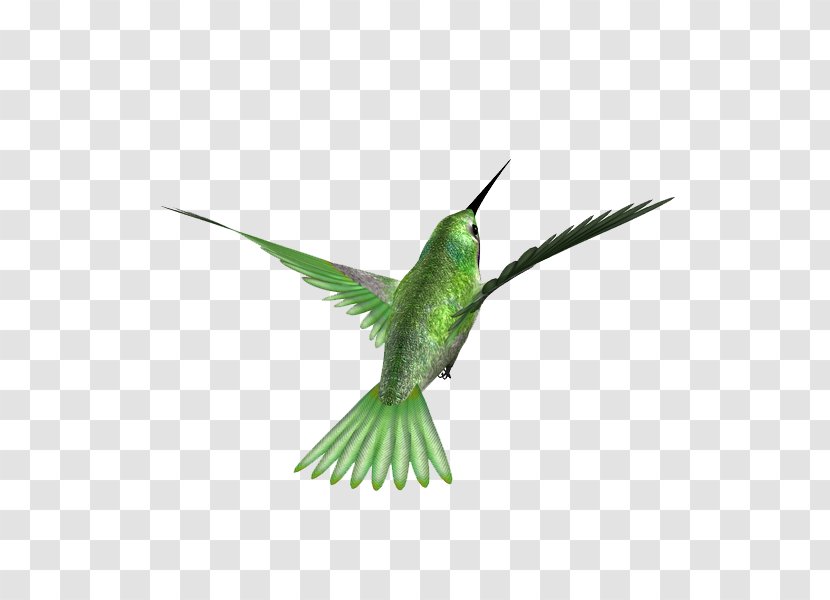 Hummingbird Kingfisher Beak Feather - Fauna - Bird Transparent PNG