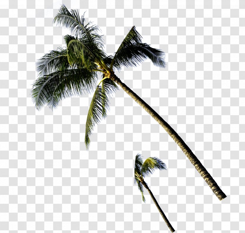 Template The Sea - Information - Coconut Tree Transparent PNG