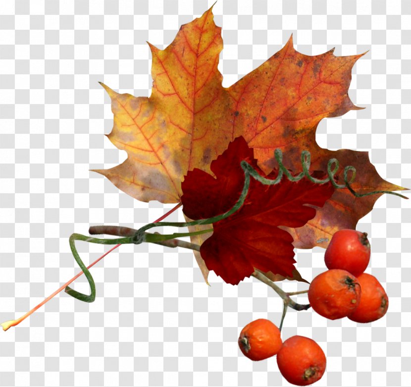 Autumn Idea Pinnwand Clip Art - Frame - Falling Leaves Transparent PNG