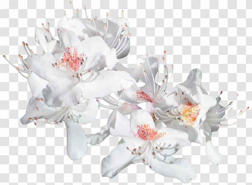 Floral Design Cut Flowers Flower Bouquet Flowering Plant - Chinese Wind Transparent PNG