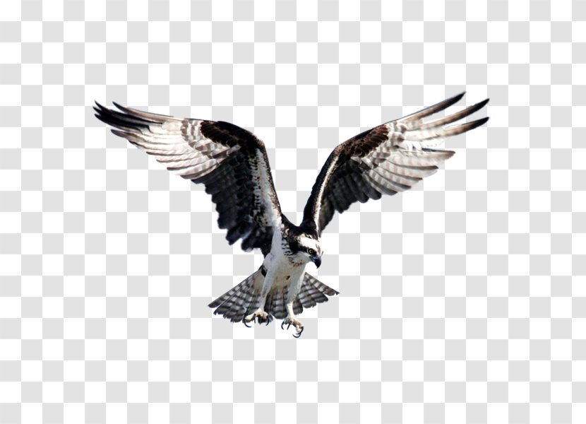 Bird Bald Eagle Goose Flight Osprey - Feather Transparent PNG