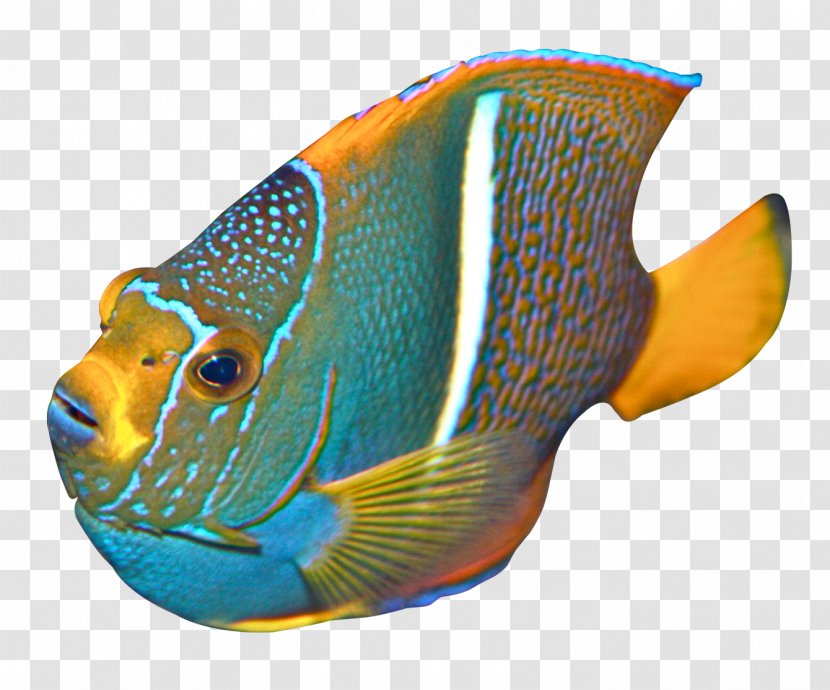 Angelfish Clip Art - Coral Reef Fish Transparent PNG