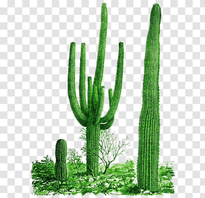 Cactaceae Saguaro National Park Clip Art - San Pedro Cactus Transparent PNG