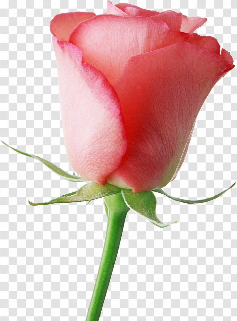 Brazil Flower Rose Valentines Day Gifts - Pink Transparent PNG