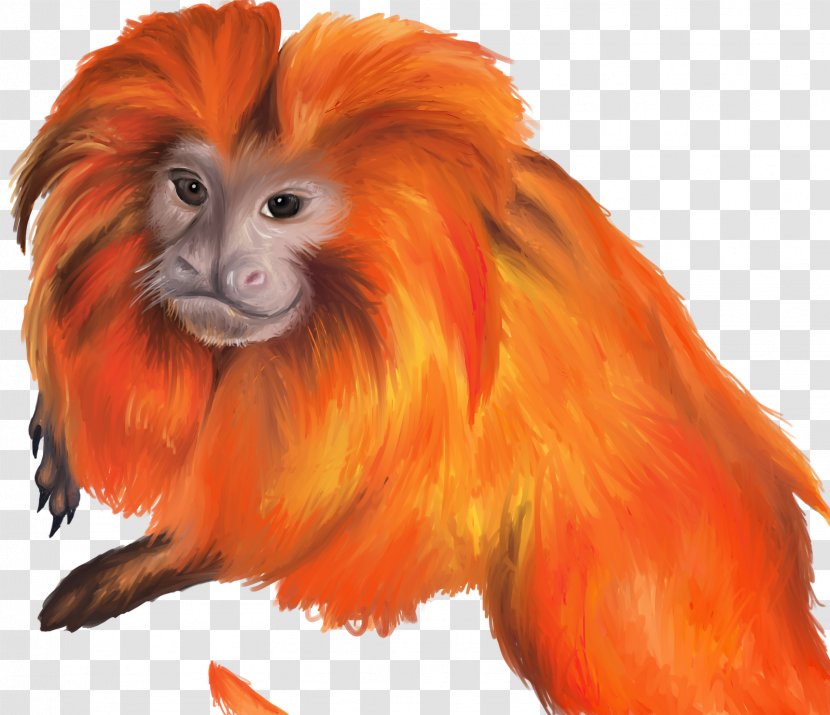 Primate Vertebrate Cercopithecidae Old World Monkey - Painted Lion Transparent PNG
