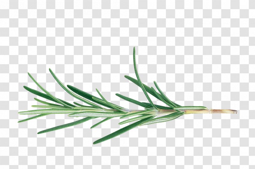 Rosemary BBC Gardeners' World Cut Flowers Herb Officinalis - Biological Grass Transparent PNG