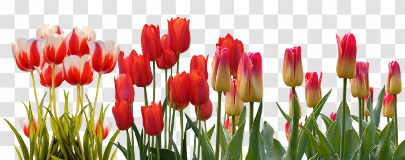 Flower Tulip Spring March Equinox Bud - Color - Tulips Transparent PNG