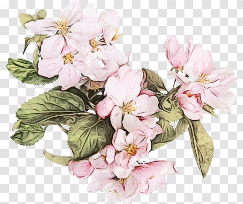 Cherry Blossom - Petal - Spring Pink Transparent PNG
