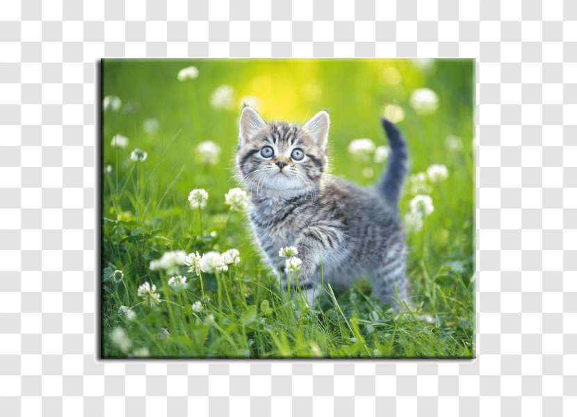 Desktop Wallpaper Cat Kitten Concinnity - Highdefinition Television Transparent PNG
