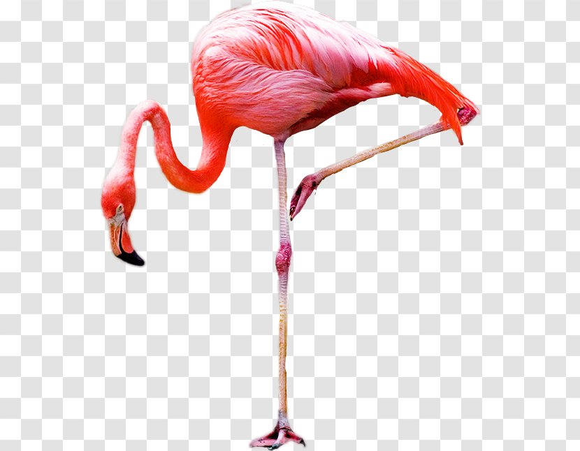 Bird Greater Flamingo Royalty-free - Poster Transparent PNG