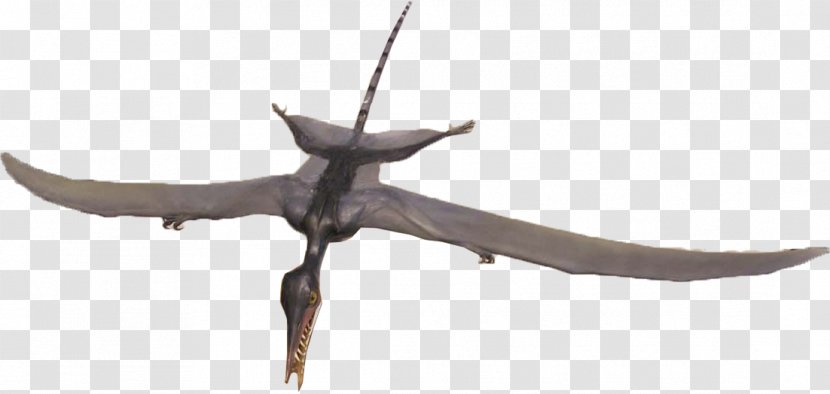 Rhamphorhynchus Solnhofen Limestone Archaeopteryx Late Jurassic - Wing - Piercing Needle Transparent PNG