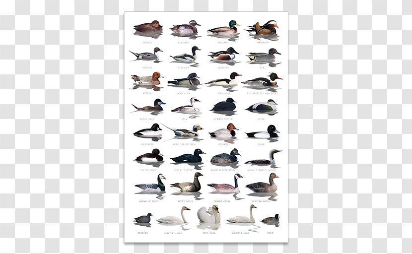 Duck Bird Goose Waterfowl Identification American Pekin Transparent PNG
