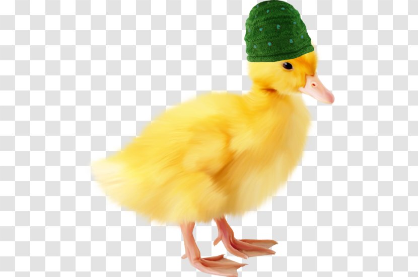 Domestic Duck Icon - Feather Transparent PNG