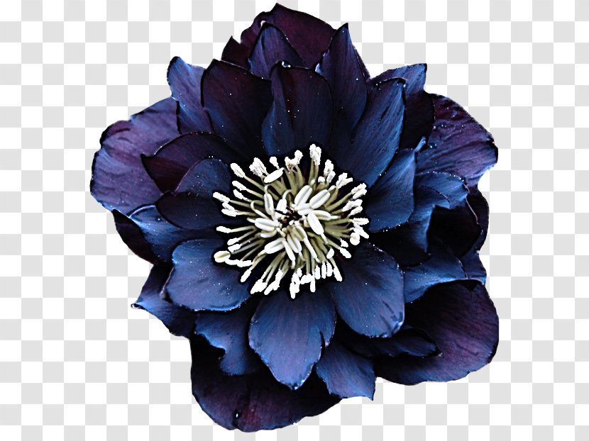 Flower Flowering Plant Blue Petal - Anemone Violet Transparent PNG