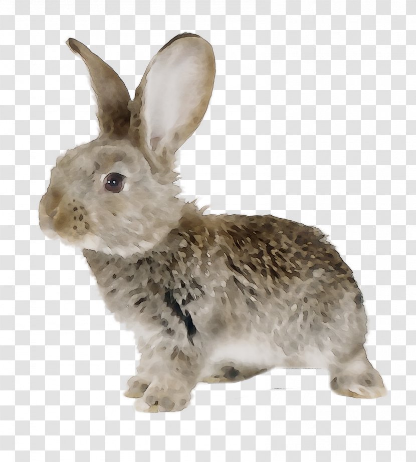Domestic Rabbit Leporids Easter Bunny - Stock Photography - Animal Figure Transparent PNG