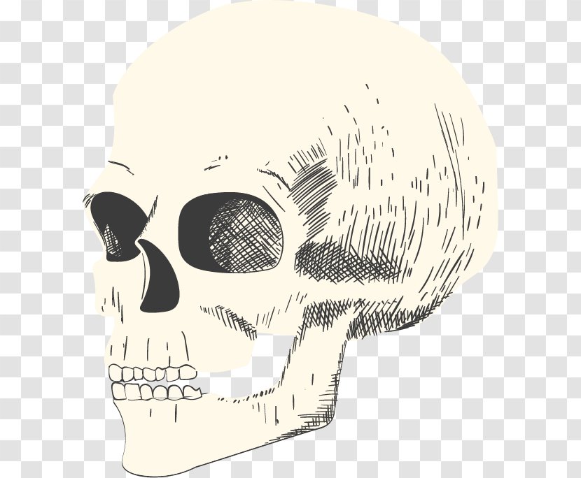Skull Illustration - Face - Vector Transparent PNG