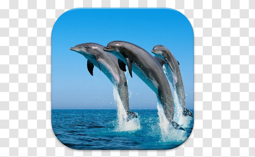 Desktop Wallpaper Lion Download Animal - Striped Dolphin Transparent PNG
