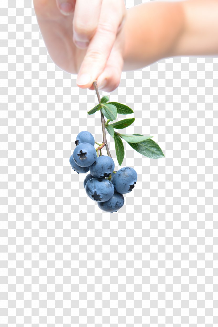 Blueberry Breakfast Fruit - Radical - Health Transparent PNG