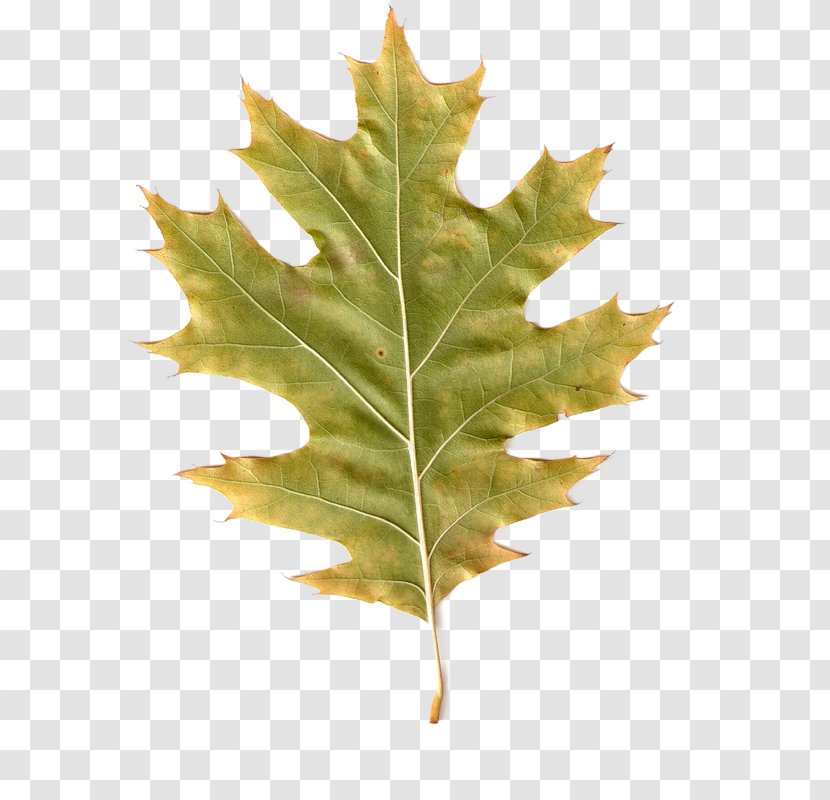 Autumn Leaves Maple Leaf PhotoScape Clip Art Transparent PNG