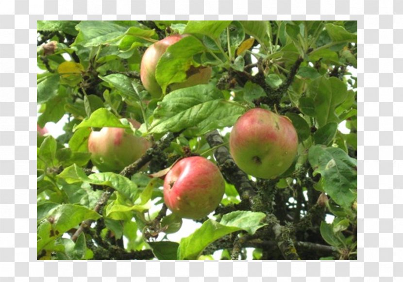 Fruit Tree Apple Branching - Plant Transparent PNG