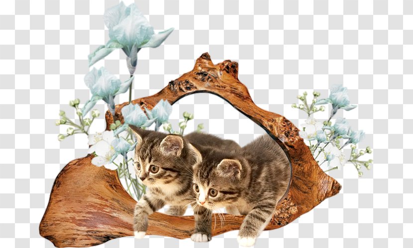 Whiskers Bengal Cat Tabby Tail - Felix Le Chat Pub Transparent PNG